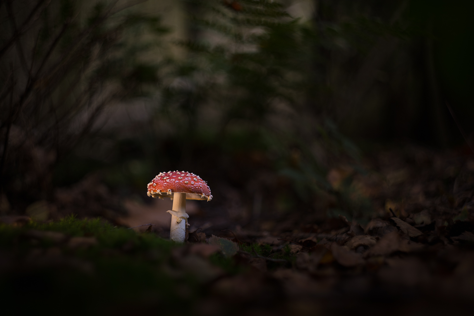 Rood met witte stippen