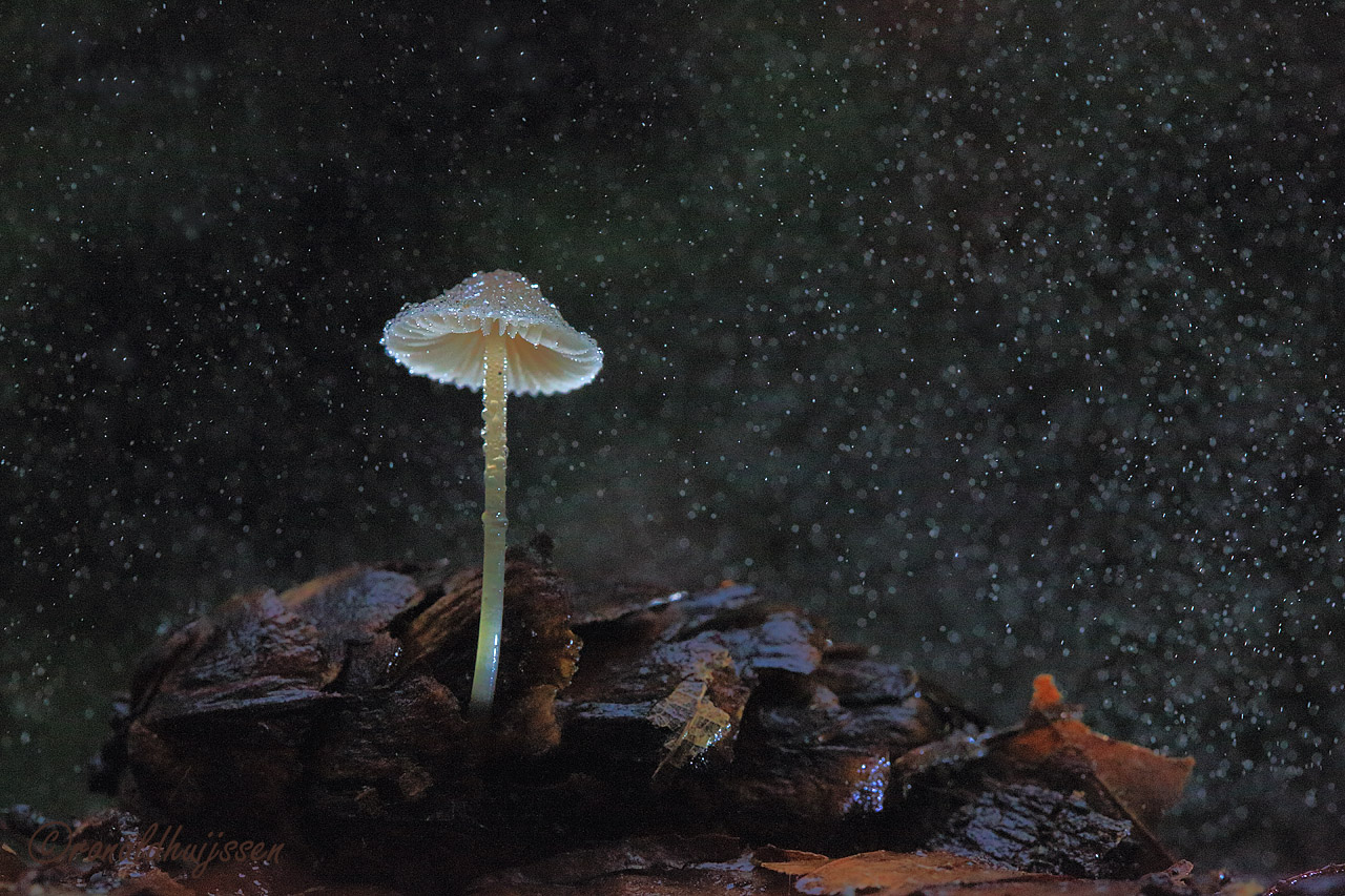1280-Mycena-Melksteel-rh_20201031_024