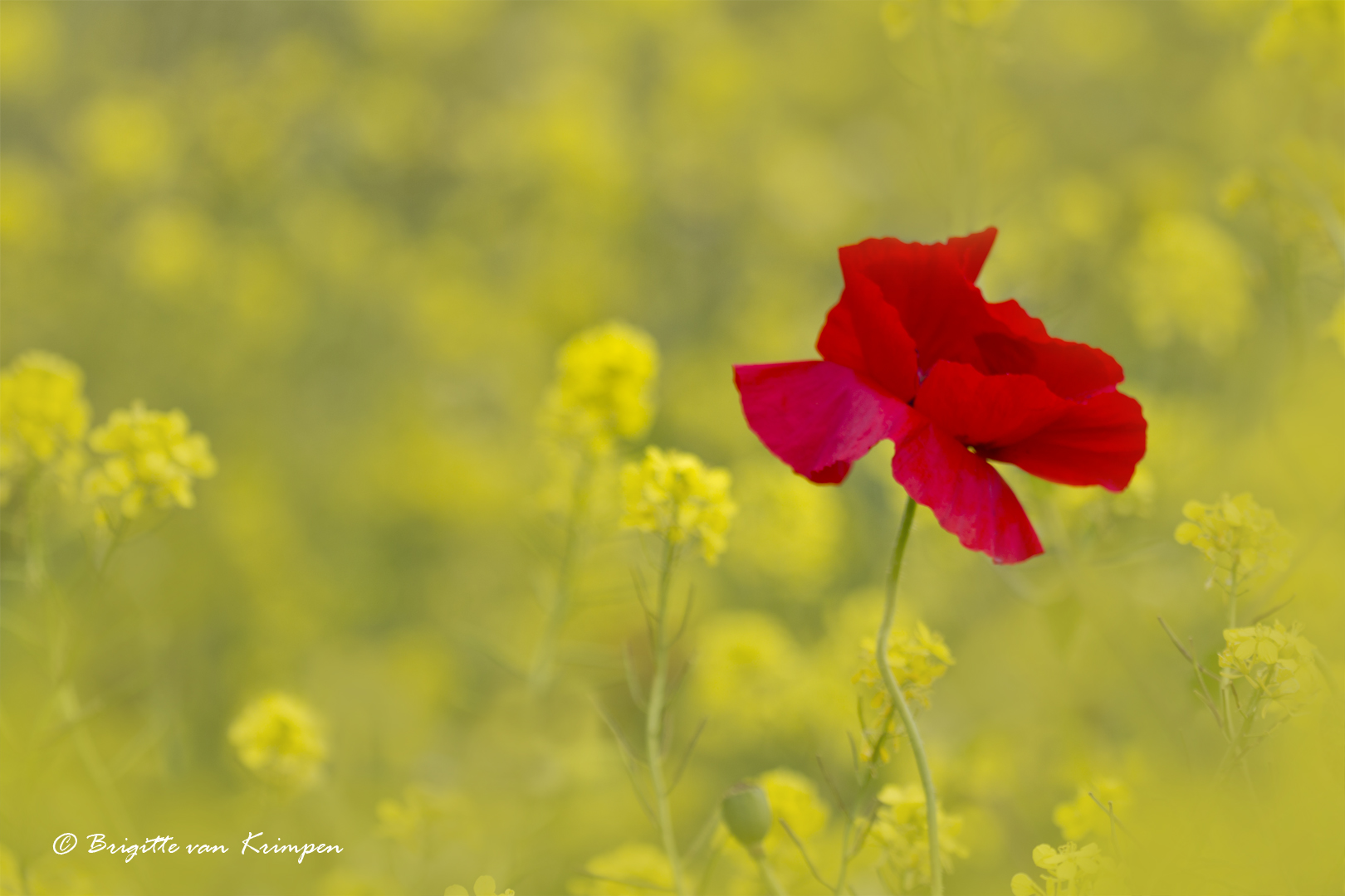IMG_0180corr4 DDN