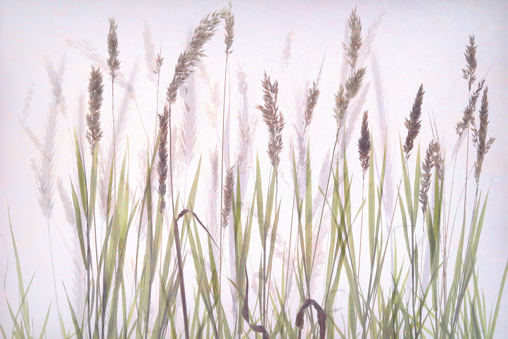 Grass Art 2 DDN 1080PX