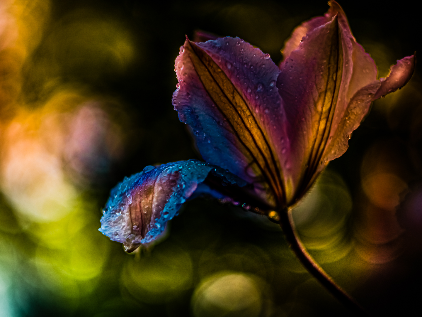 Clematis in the dark...
