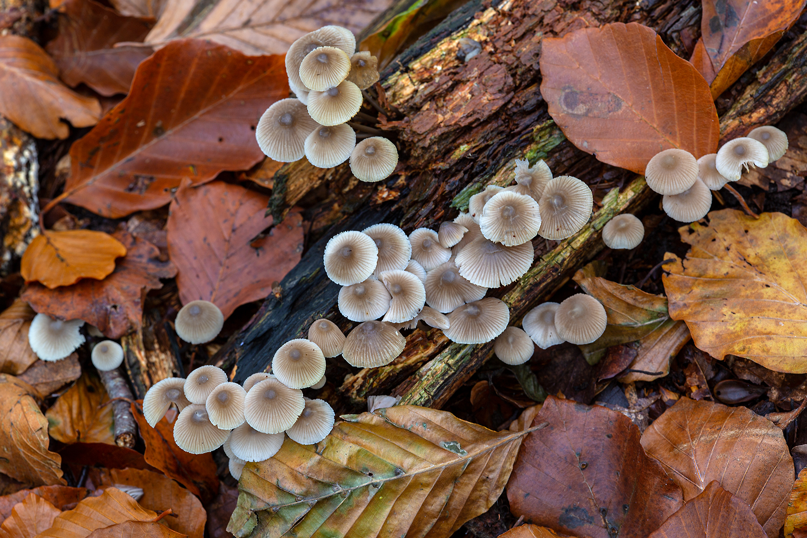 5201 Mycena's 25-10-2020 B_V_1620