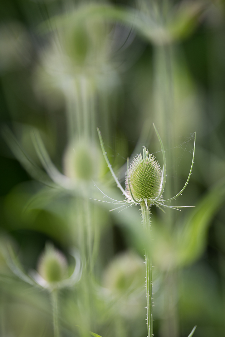 _DSC9252