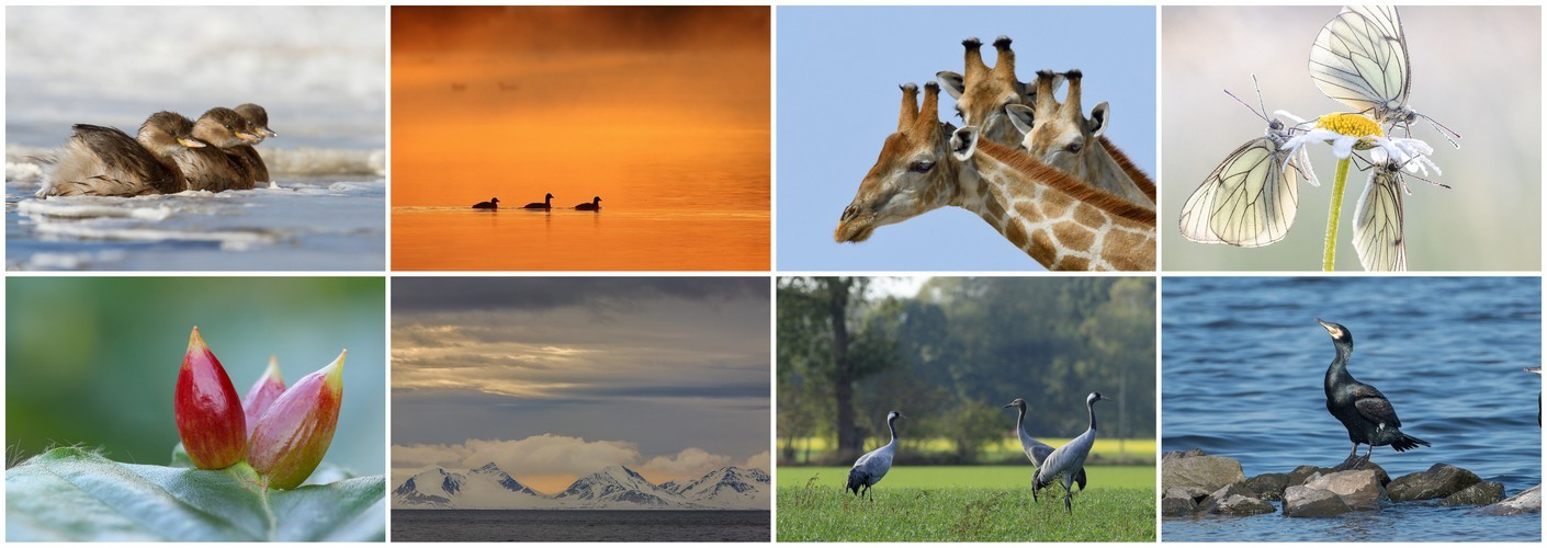Thema van de maand februari - Drie