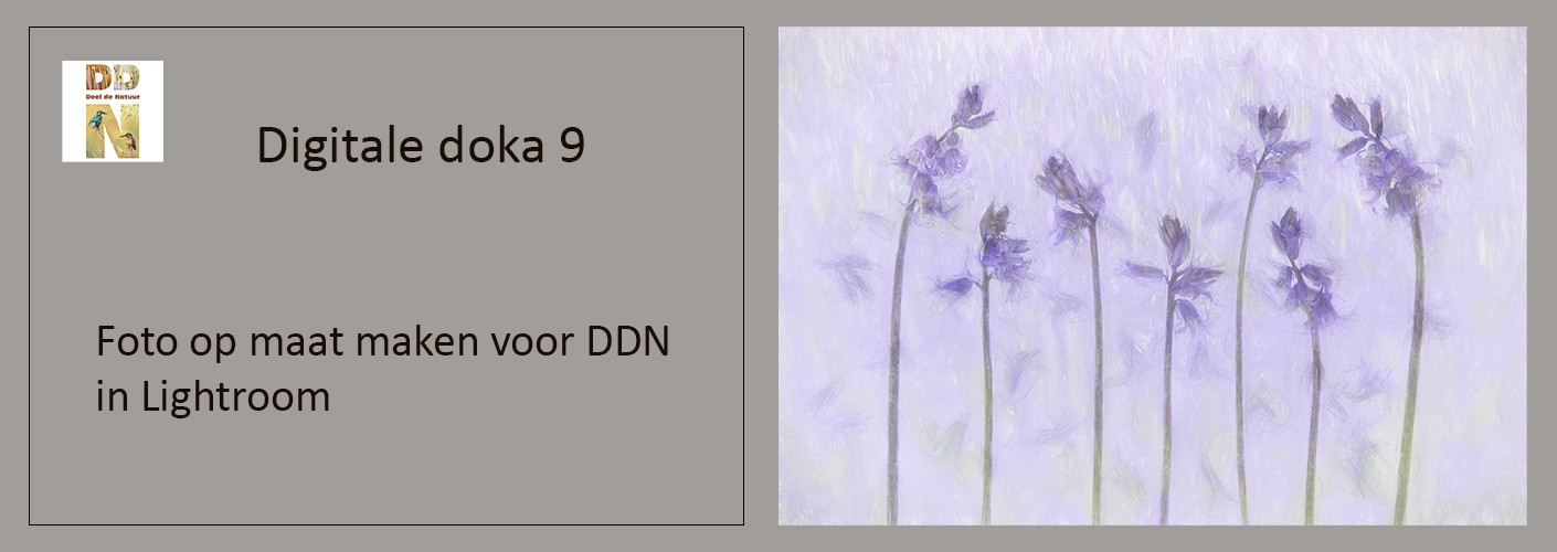 Foto op maat maken voor DDN in Lightroom Classic