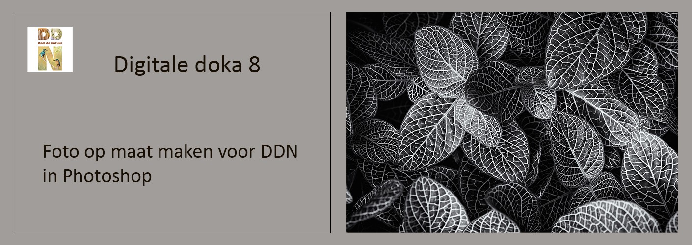 Foto op maat maken voor DDN in Photoshop