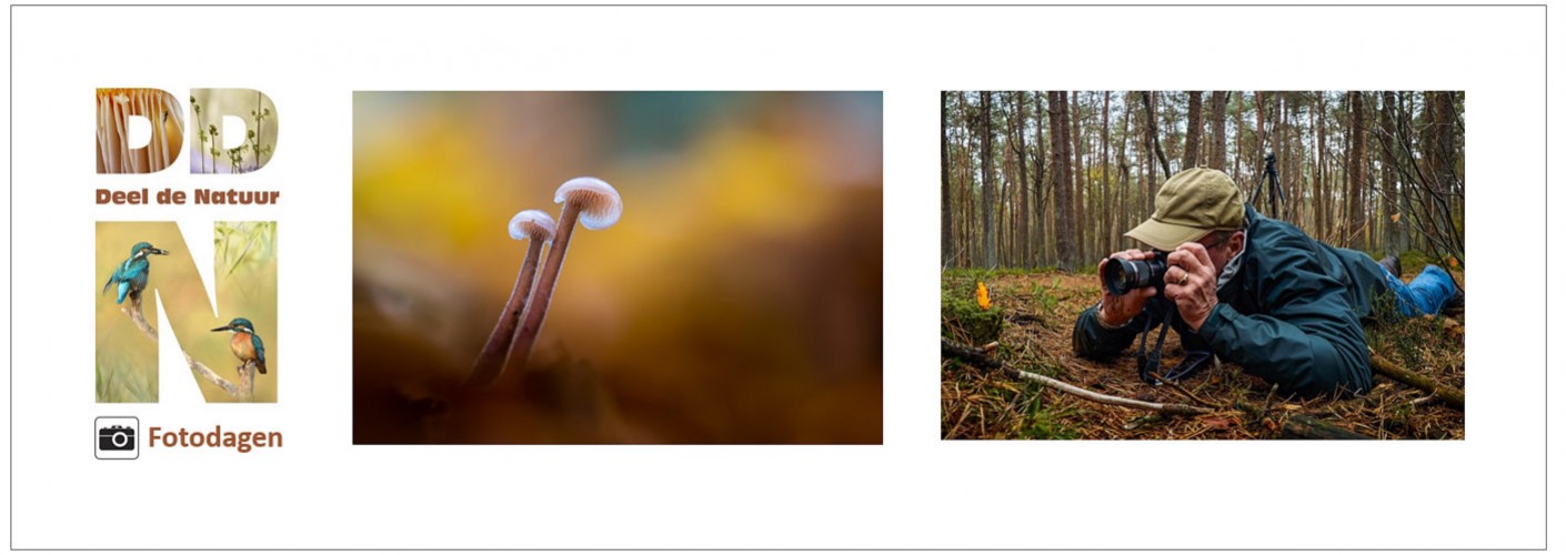 DDN fotodag Paddenstoelen