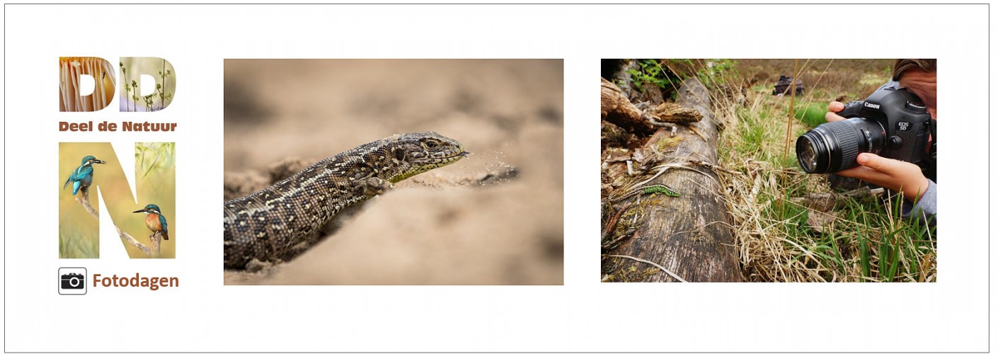 Verslag DDN fotodag Zandhagedissen