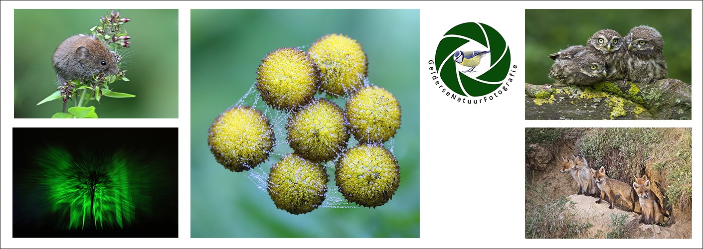 Gelderse Natuurfotografie  (GNF)