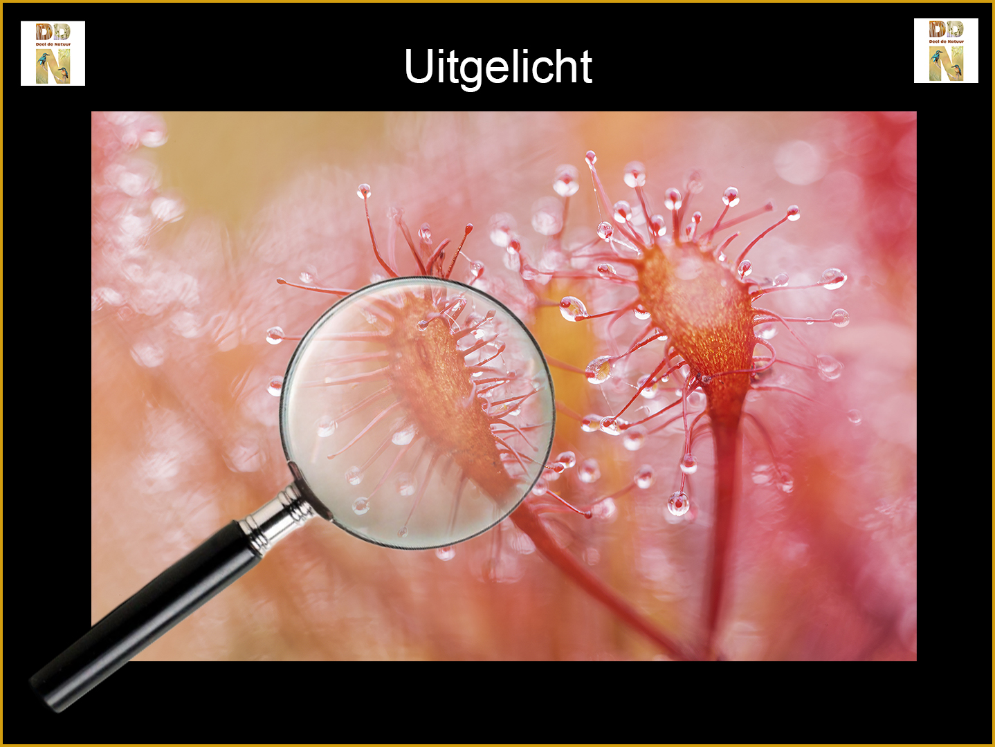 UItgelicht -  Spotlight