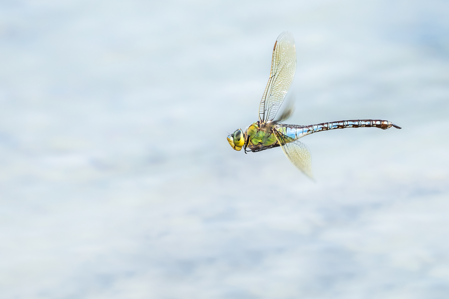 Anax-imperator,-grote-keizerlibel,-deel-de-natuur,-loes-belovics