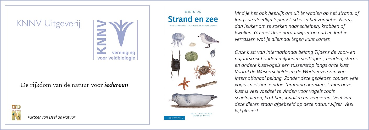 Strand en zee