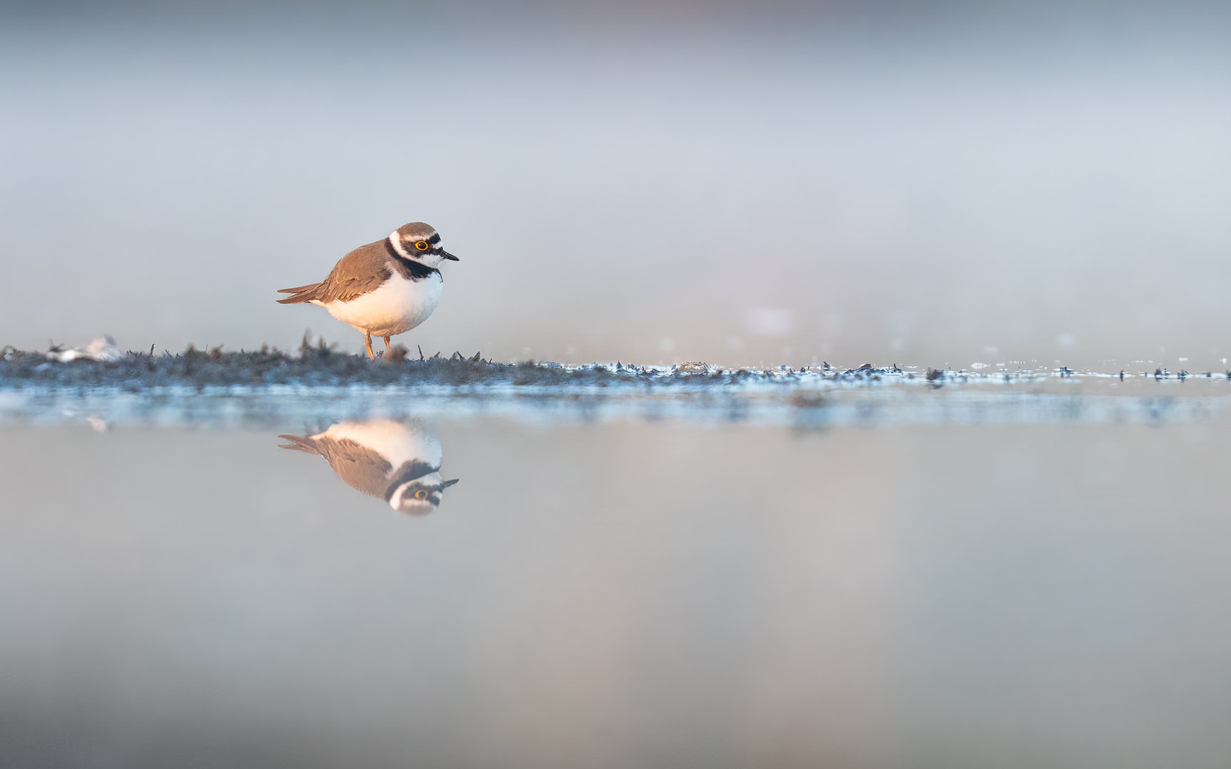 Kleine Plevier - Loes Belovics - Deel de Natuur