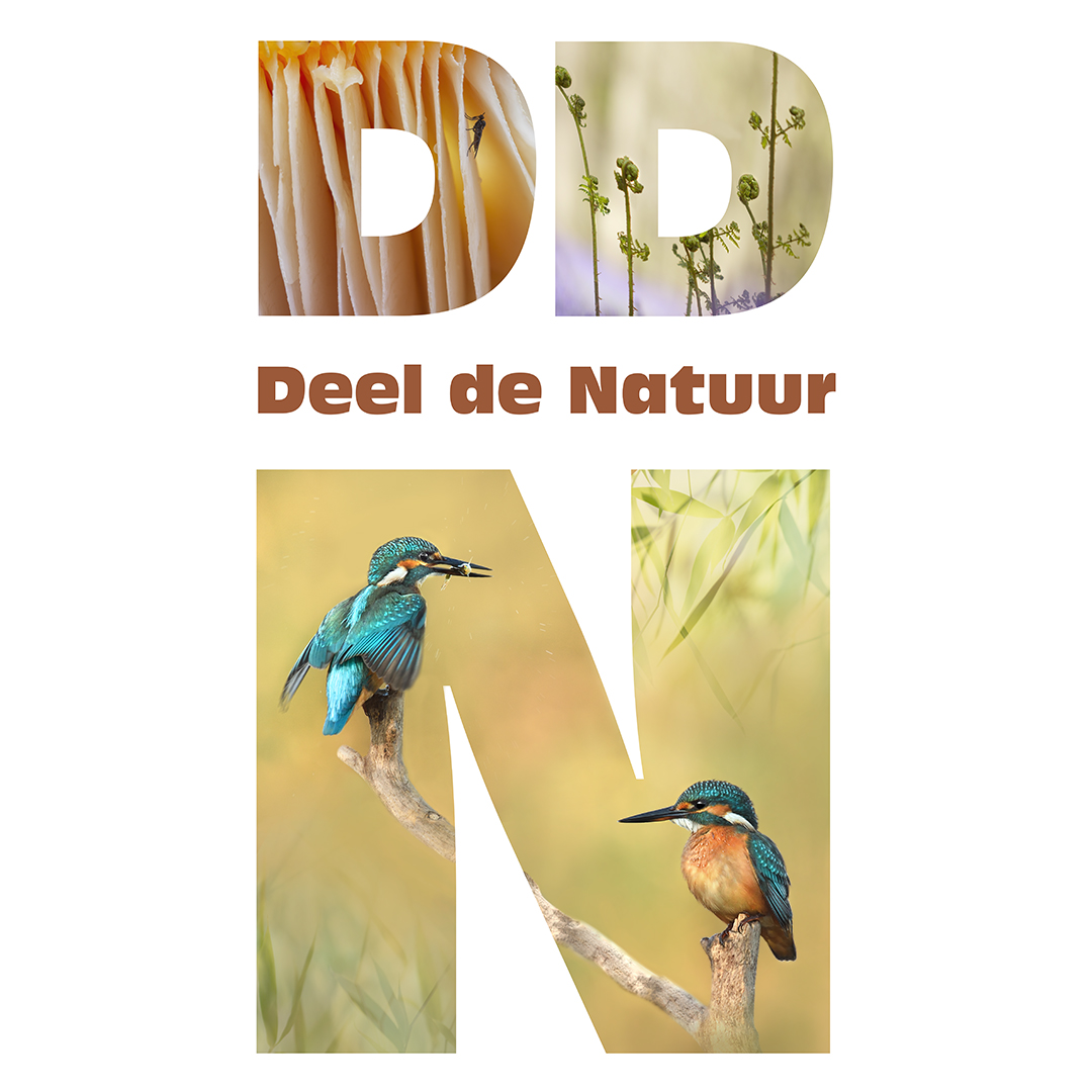 DDN logo new website 1080PX